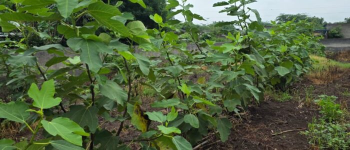 WhatsApp Image 2025-09-24 at 1.28.56 PM (1)