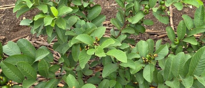 WhatsApp Image 2025-09-24 at 1.28.58 PM