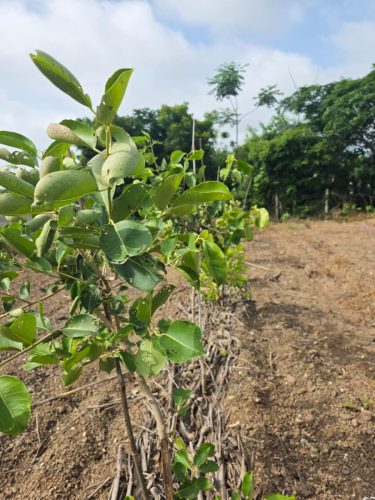 रोजगार हमी योजना